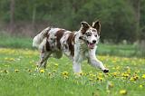 BORDER COLLIE 979